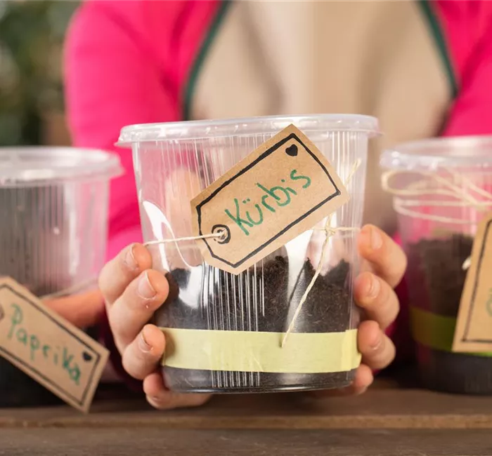 Mini-Gewächshaus – mit Plastik etwas Gutes tun