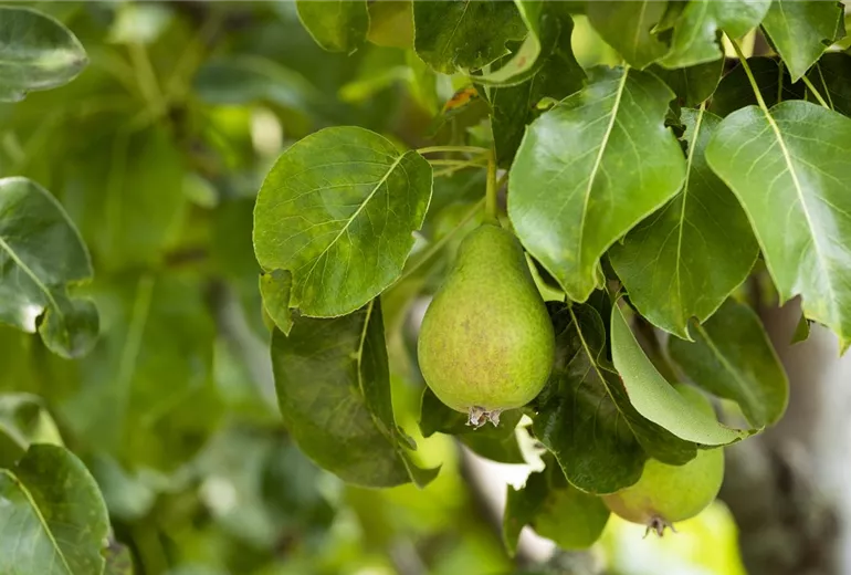 Pyrus communis