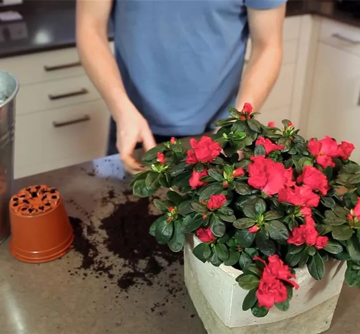 Azalee - Einpflanzen in ein Gefäß