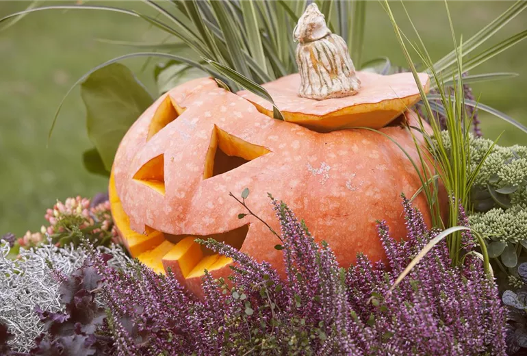 Cucurbita maxima