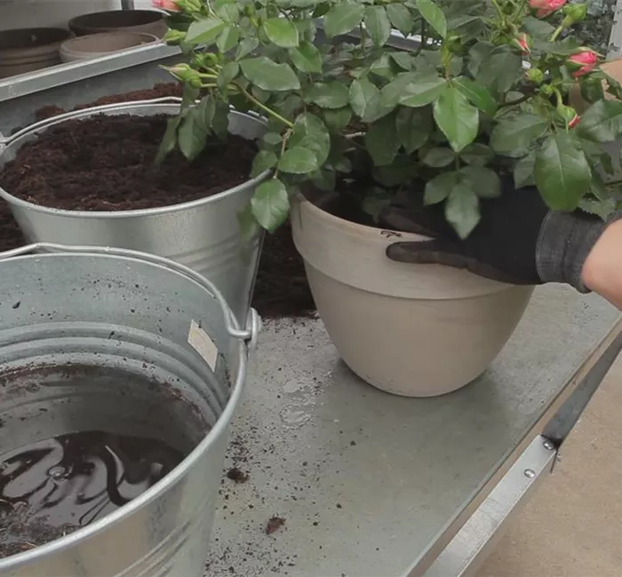 Rosen - Einpflanzen in ein Gefäß