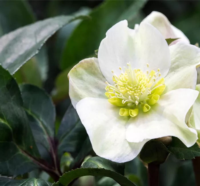 Auch im Winter nicht auf blühende Pflanzen verzichten!
