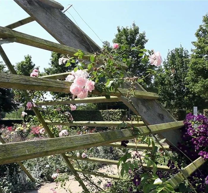 Gartengestaltung - Rosengarten