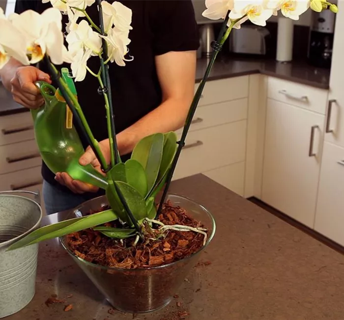 Orchidee - Einpflanzen in ein Gefäß
