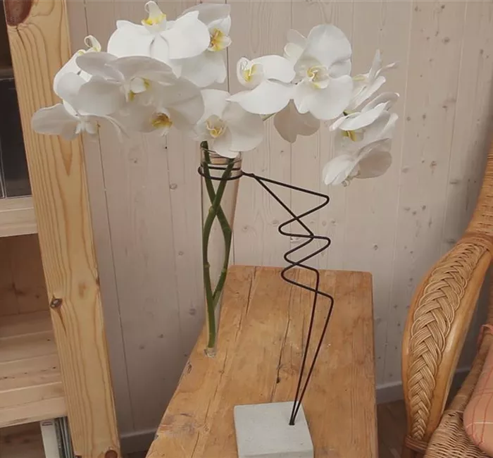 Orchidee - Anschneiden für den Heimgebrauch