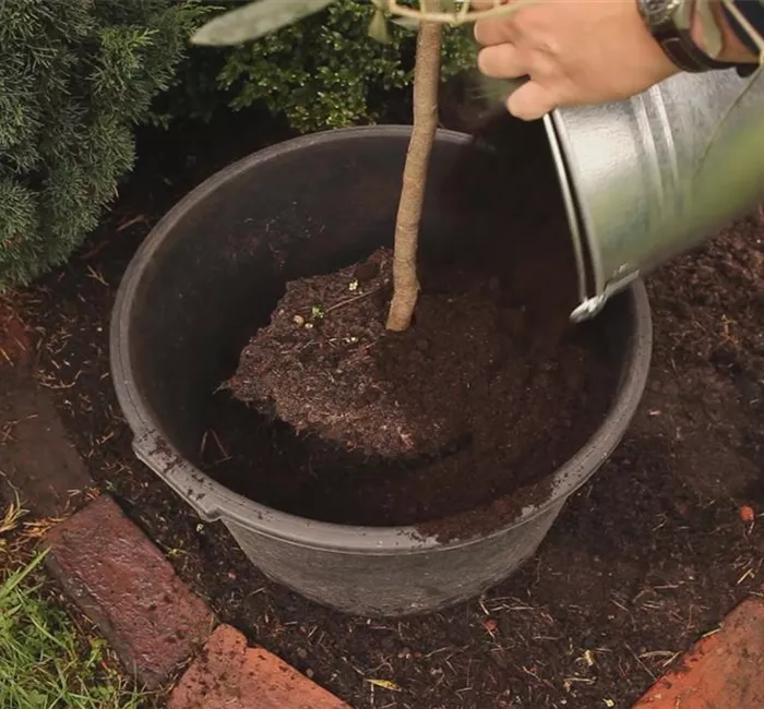 Olivenbaum - Überwintern