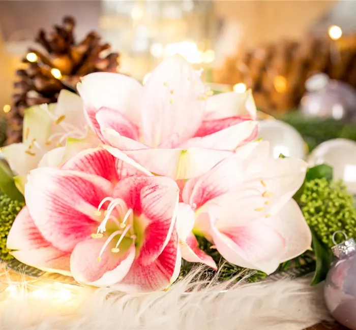 Amaryllis – weihnachtlicher Blütentraum