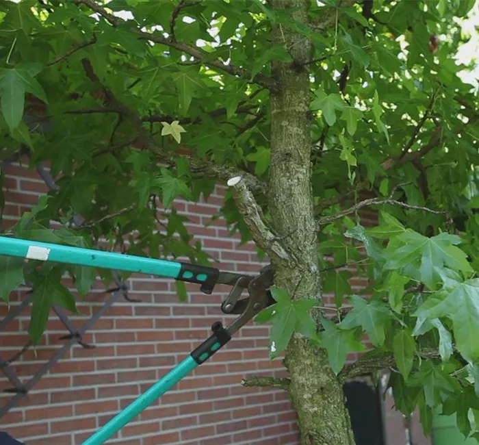 Laubgehölz - Zurückschneiden im Herbst
