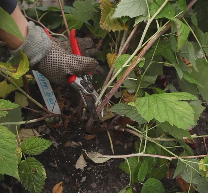 Himbeeren - Zurückschneiden im Herbst