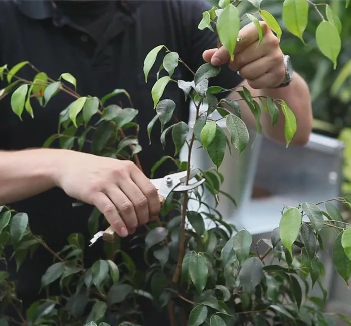 Grüne Zimmerpflanzen - Zurückschneiden und Pflegen