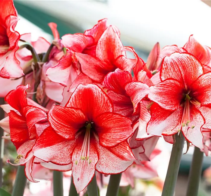Amaryllis – pflanzen und pflegen im Haus