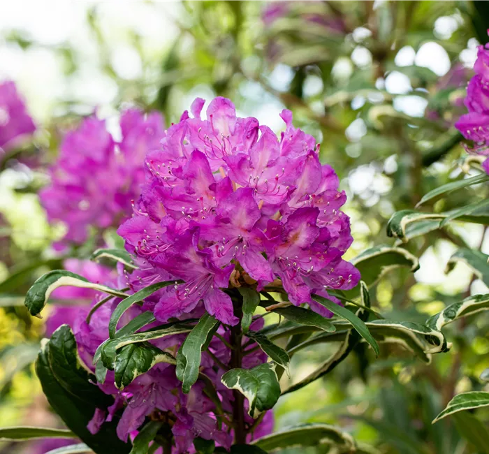 Immer gut in Form – Rhododendron zurückschneiden