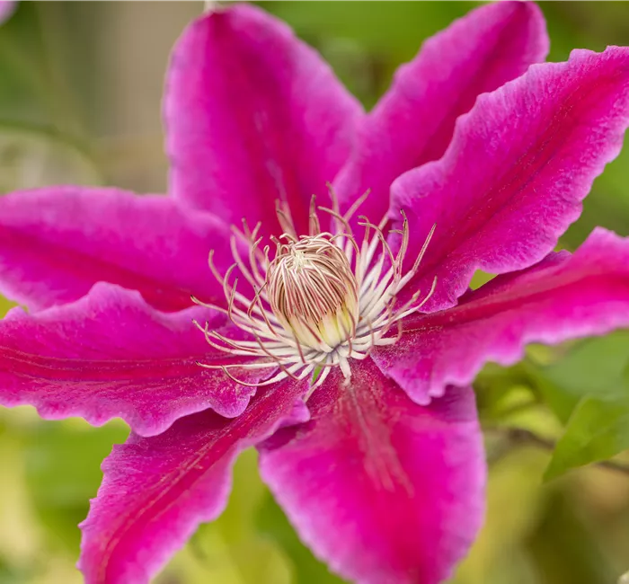 Kletterpflanzen pflegen und das Grün im Garten genießen