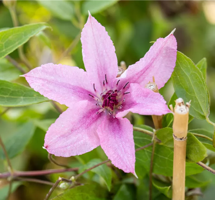 Kletterpflanzen zurückschneiden, damit nichts überwuchert