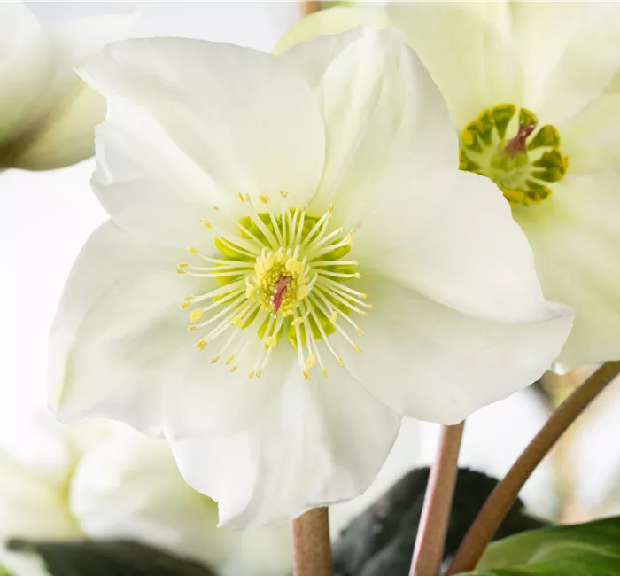 Christrosen im Garten als Blütenhighlight im Winter