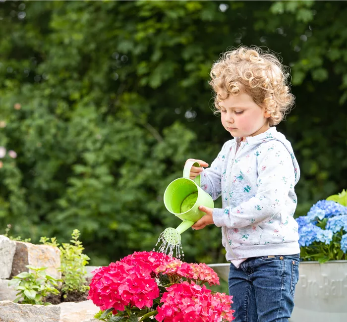 Für bunte Blütenpracht Hortensien pflegen und richtig düngen
