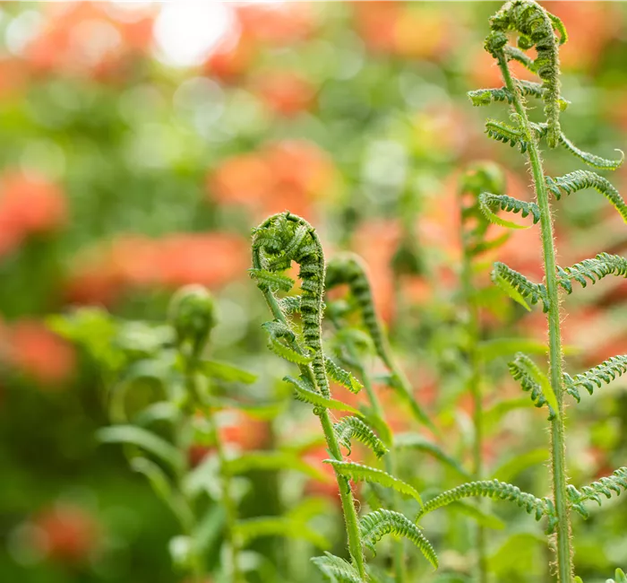 Der richtige Umgang mit giftigen Farnen im Garten