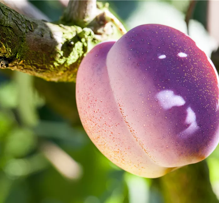 Obstgehölze pflegen und den Garten gleich mit