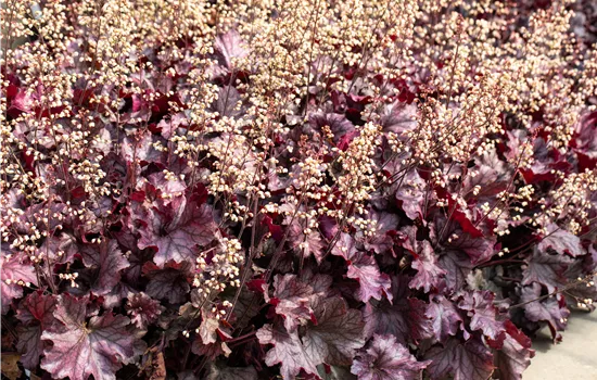 Purpurglöckchen pflanzen und den Garten bunt gestalten