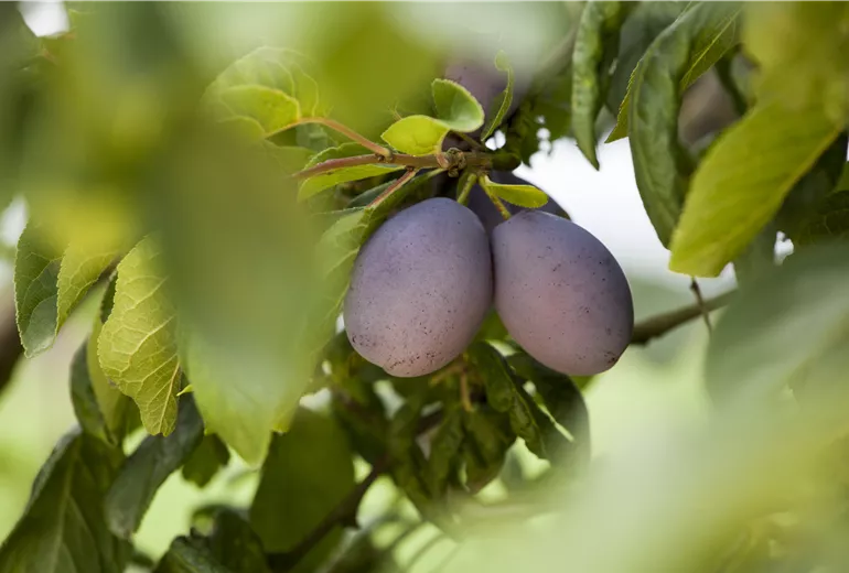 Prunus domestica subsp. domestica