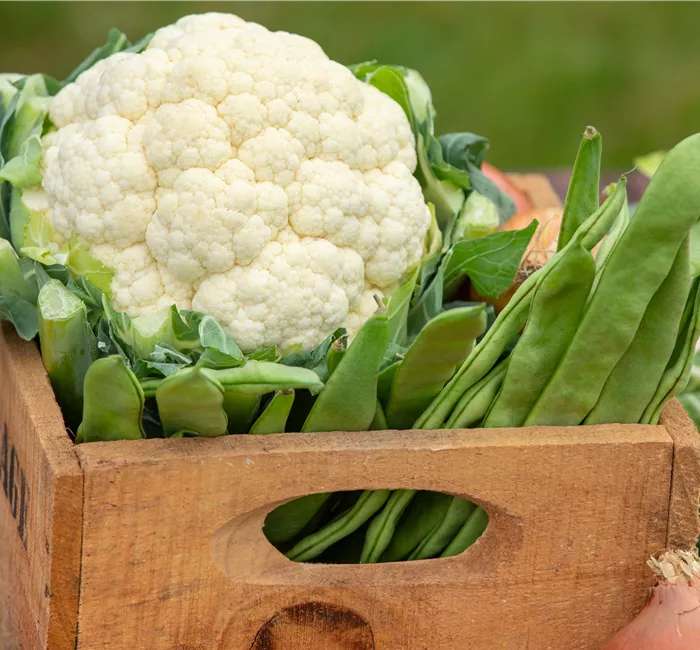 Der Anbau der beliebtesten Gemüsearten 