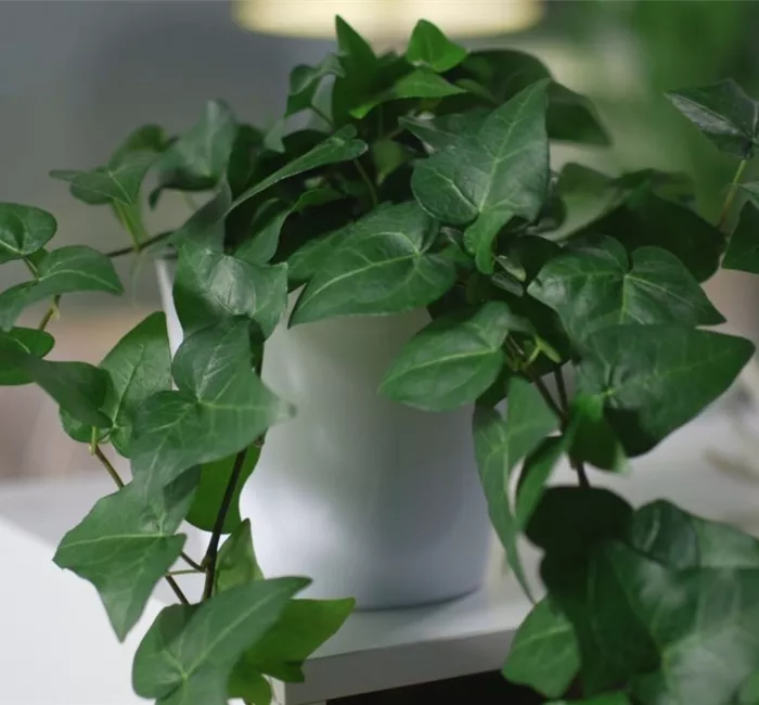 Zimmerpflanzenportrait - Efeu