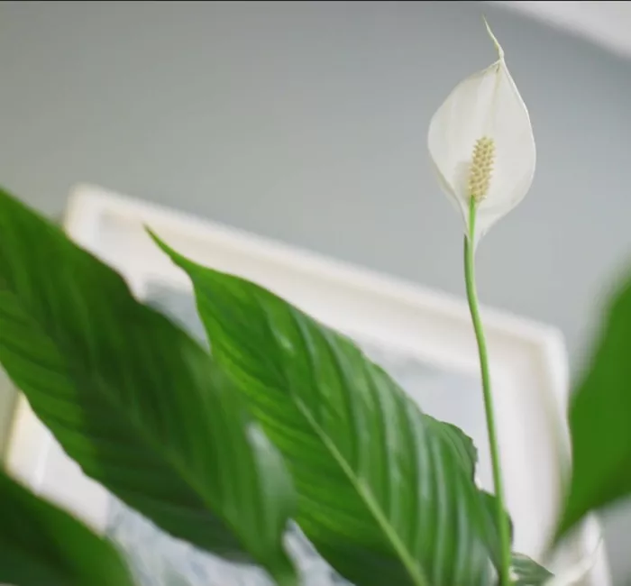 Zimmerpflanzenportrait - Einblatt