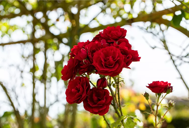 Rosa 'Amadeus'