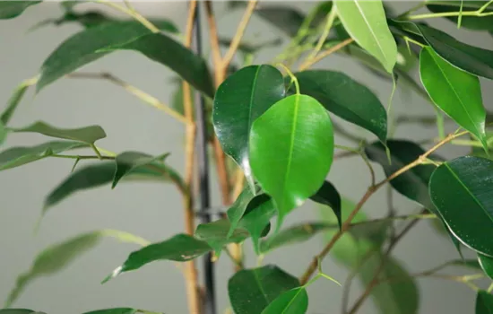 Zimmerpflanzenportrait - Birkenfeige