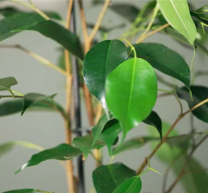 Zimmerpflanzenportrait - Birkenfeige