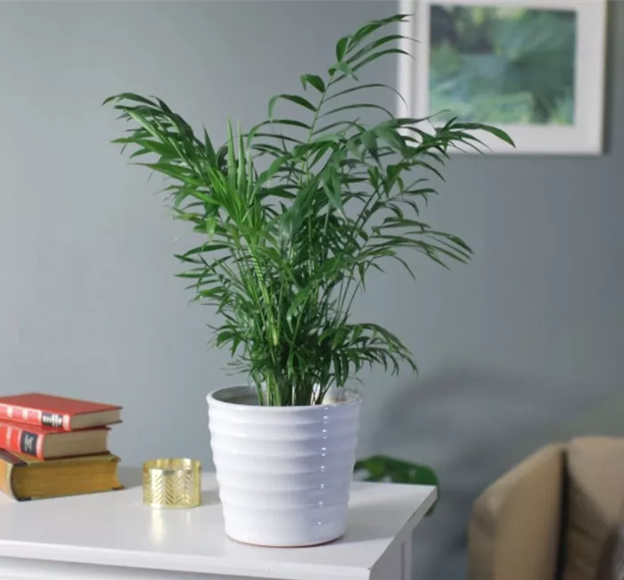 Zimmerpflanzenportrait - Bergpalme