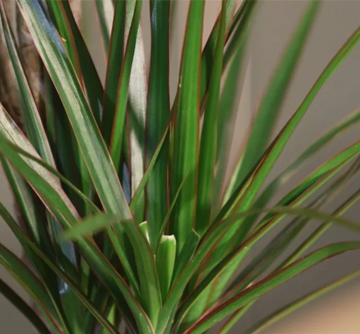 Zimmerpflanzenportrait - Drachenbaum