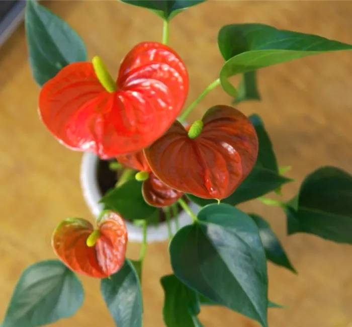 Zimmerpflanzenportrait - Flamingoblume