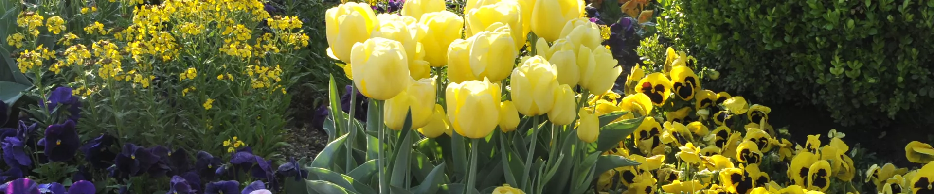 gelbe Tulpen zwischen Frühlingsblühern