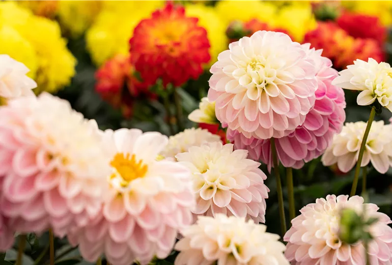 Dahlia DALAYA® Meena 'Kala'