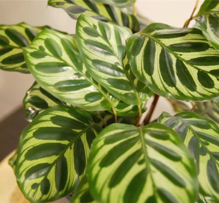 Zimmerpflanzenportrait - Korbmarante