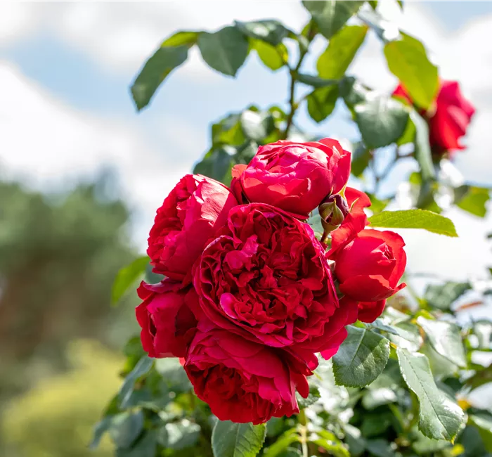 Rosen pflegen – So bleibt die Königin im Garten gesund und hübsch