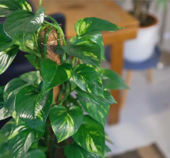 Zimmerpflanzenportrait - Efeutute