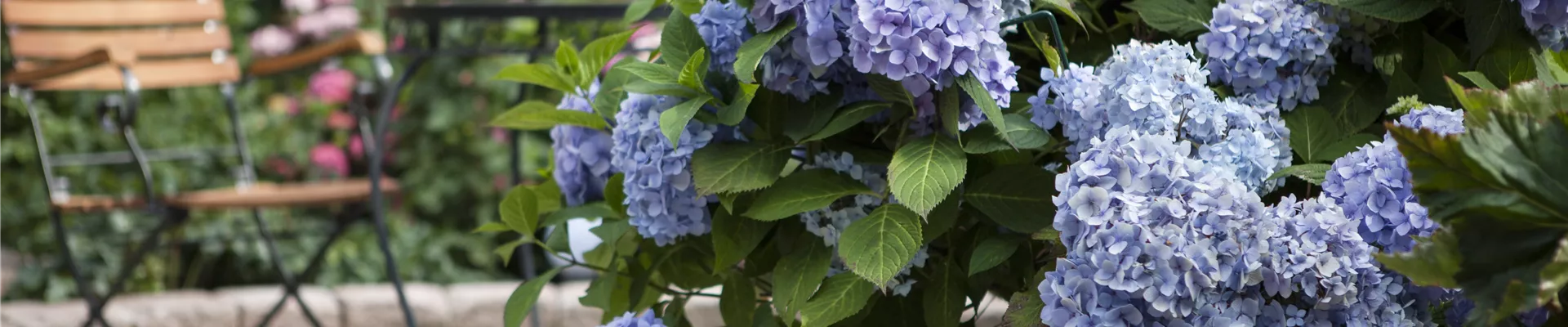 Hydrangea 'Endless Summer'®