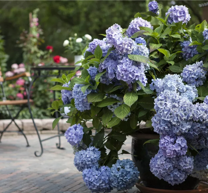 Hortensien schneiden für ein gesundes Wachstum