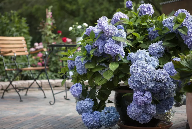 Hydrangea 'Endless Summer'®