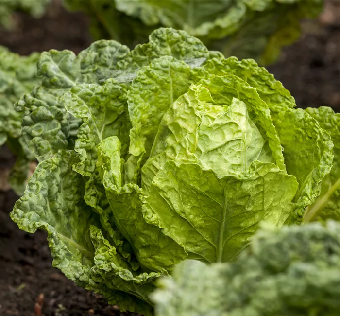 Gemüseanbau im Gewächshaus – so wird es ein voller Erfolg!