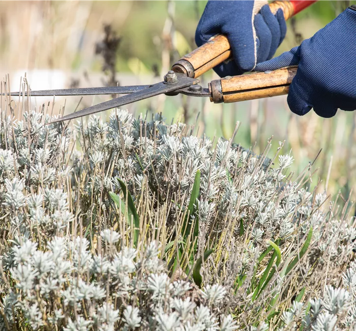 Zeit für eine neue Frisur – Stauden zurückschneiden