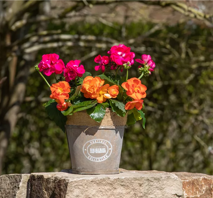 Begonien als blühende Akzente für Balkon und Garten Begonien als blühende Akzente für Balkon und Garten