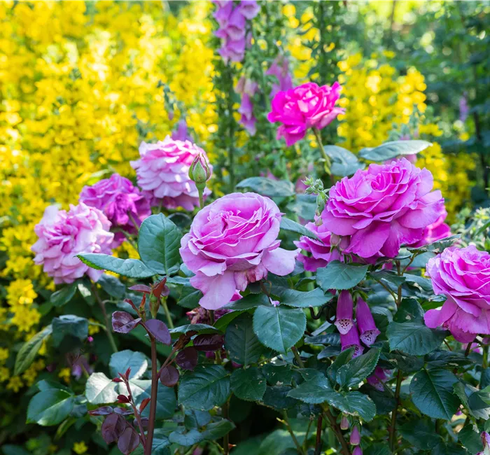 Rosen zurückschneiden und die Pflanzen damit gesund halten