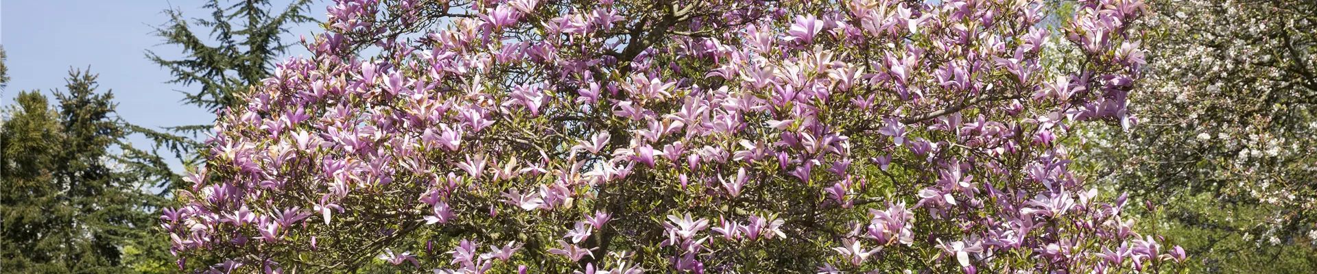 Magnolia