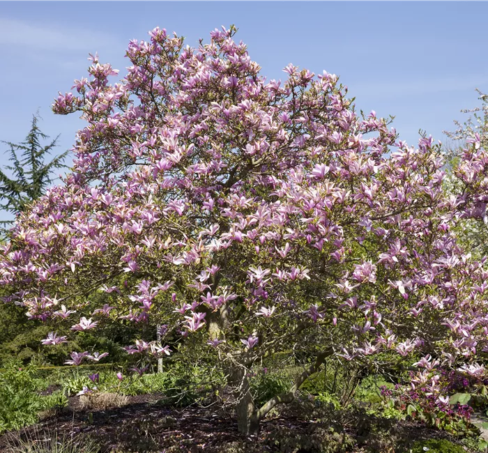 Magnolien als frühblühendes Highlight im Garten 