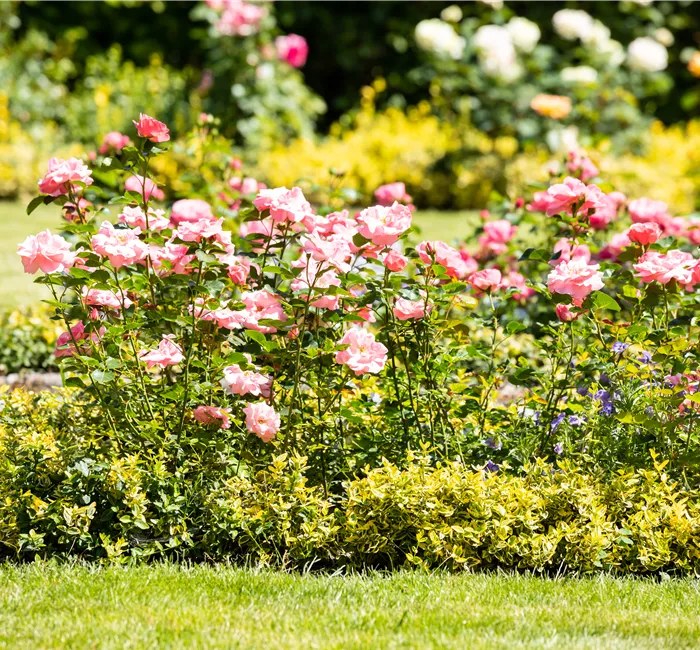 Bezaubernde Gartengestaltung mit Beetrosen entdecken Bezaubernde Gartengestaltung mit Beetrosen entdecken