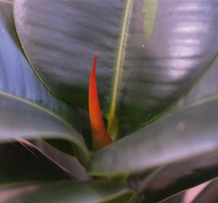 Gummibaum - Umtopfen