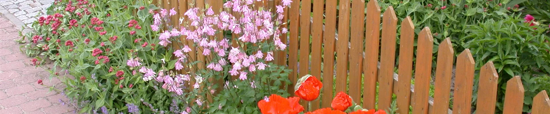 Blumen am Gartenzaun